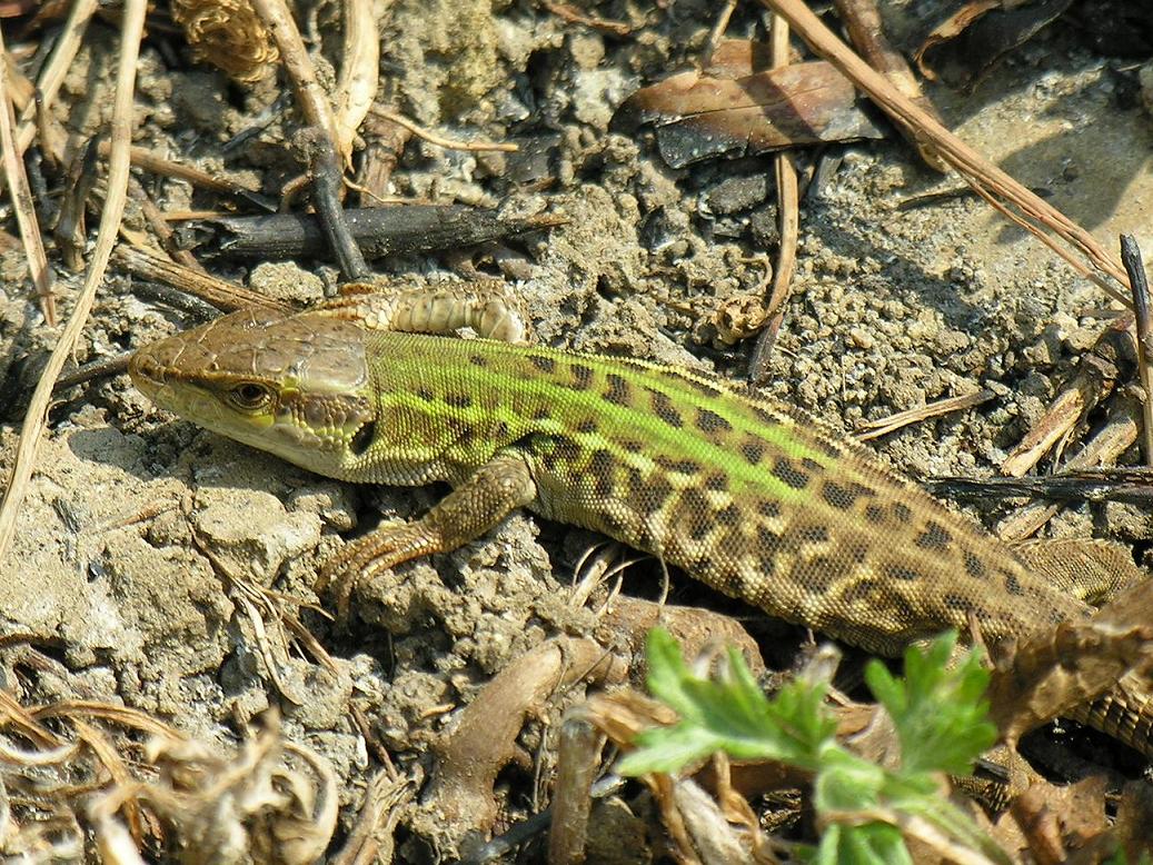 P. sicula (forse)